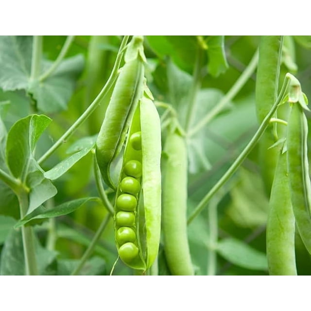 GSDWIUEW High-Yield Green Pea Seeds, 10 Count, , Heirloom, Easy Grow for Home Gardens