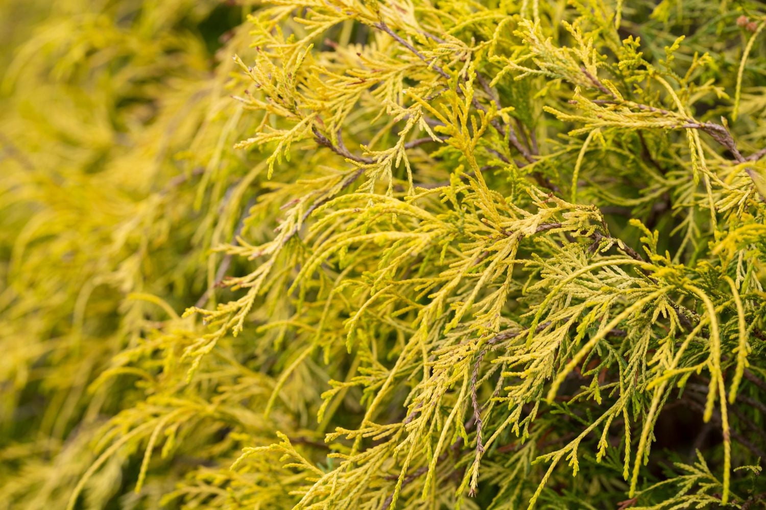 6 plantes variées à feuilles persistantes, pot de 3,8 L (1 gal)