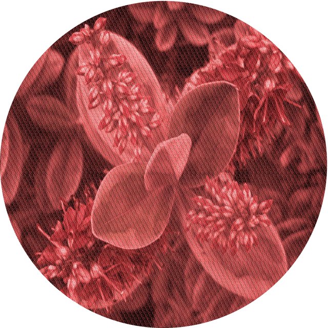 Ahgly Company Tapis d'Intérieur Lavables en Machine, Ronds, Rouges, Tomates Transitionnelles, Ronds de 4'