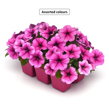 Wave Petunia Pack Of 6 Plants, Assorted Colours & Varieties, Outdoor Live Plants for Home Garden