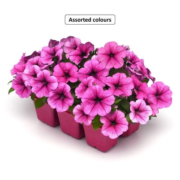 Wave Petunia Pack Of 6 Plants, Assorted Colours & Varieties, Outdoor Live Plants for Home Garden