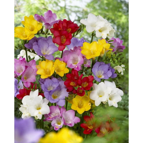 TASC Flower Bulbs- Freesia Assorted