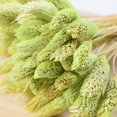 thumbnail image 3 of Coofit Dry Flower Branch DIY 24PCS Simple Natural Dried Grass Stem Dry Grass Decor, 3 of 8