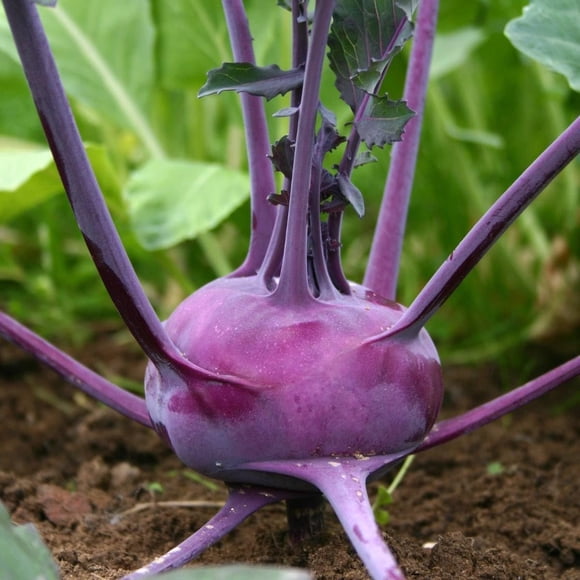 HJADGG Kohlrabi Purple Vienna Seeds – 500 Count, Heirloom Vegetable Seeds for Planting in Home Garden & Allotments