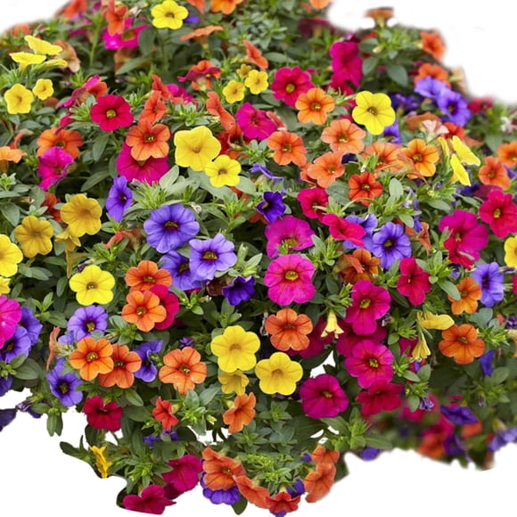 Compact 100-Pack Petunia Flower Seeds for Home Gardening, Lightweight & Easy to Grow Indoor Plant Seeds for Vibrant House Decor
