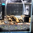 thumbnail image 4 of Filtre Pneumatique Silencieux Mini pour Eau pour Bol à Poissons Aquarium, 4 of 8