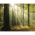 thumbnail image 2 of Wall Rogues WR50566 Murale Forêt Tranquille, 2 of 3