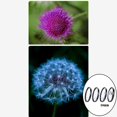 thumbnail image 4 of Milaget Close-up Filter +1 +2 +4 +10 Lens Set for Digital Cameras Professional 58mm, 4 of 9