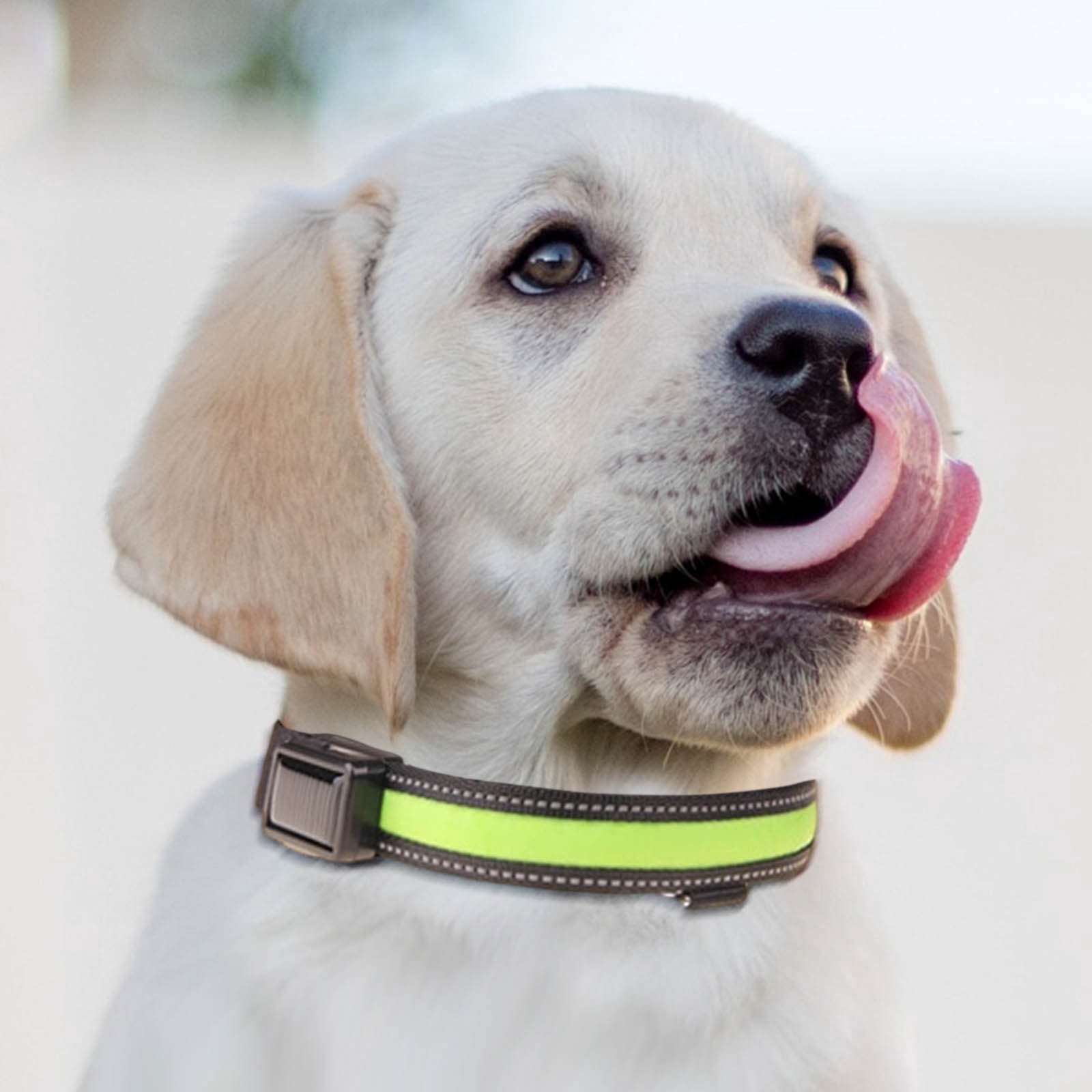 EGNMCR Pet Light Collar Light Leash USB Charging Solar Charging Duale Purpose Dog Light Collar Traction Colored collar