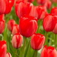 thumbnail image 1 of TASC Flower Bulbs- Tulipa Hybride de Darwin Red Impression (20 Bulbs), 1 of 1
