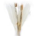 thumbnail image 3 of DOLITY 30Pcs Natural Dried Pampas Grass Bunch Bouquet Phragmites Reed Flower Decoration B, 3 of 6