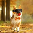 thumbnail image 5 of Cat Sunglasses Sun Goggles With Adjustable Straps For Driving And Outdoor Pet Eye, 5 of 5