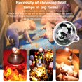 thumbnail image 4 of Heating Light Bulb Poultry Reptile Plant Amphibian Heating Lamp Pet Livestock, 4 of 8