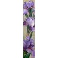 thumbnail image 1 of Iris II Poster Print by Jan McLaughlin (12 x 36), 1 of 1