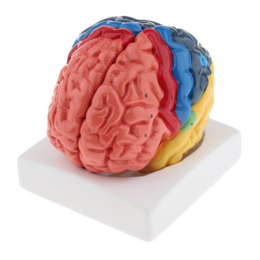 Realistic Human Brain Model Hand-assembly for Teaching