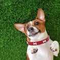 thumbnail image 4 of WIFKLSIIPG Shiny Rhinestone Pet Collar Bone Jewelry Dog Collar Small and Medium Dog Chain, 4 of 7