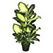 thumbnail image 3 of Vickerman 40 Pouces Dieffenbachia avec Pot-Vert Blanc - TA170201, 3 of 6