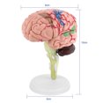 thumbnail image 2 of Cerveau Humain, 1 Pce Modèle Anatomique Démontable, Outil d'Enseignement pour Humain Facile à Transporter, 2 of 8