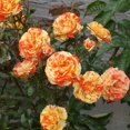thumbnail image 4 of Heirloom Roses Rose Plant - Oranges 'n' Lemons Colorful Rose Bush, Shrub Roses for Planting Outdoors, 4 of 4
