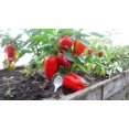 thumbnail image 4 of HJADGG Graines Poivron Doux Rouge Géant Non OGM Légume d'Héritage pour la Plantation, 4 of 8