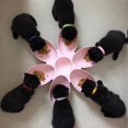 thumbnail image 5 of 6 en 1 Bols en Plastique pour Animaux de Compagnie pour Chiens Chiens Sans Forme de Pétale Glissée Bols d'Alimentation en Eau pour Animaux de Compagnie Multiples, 5 of 5