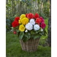 thumbnail image 1 of TASC  Flower Bulbs- Begonia Assorted, 1 of 2