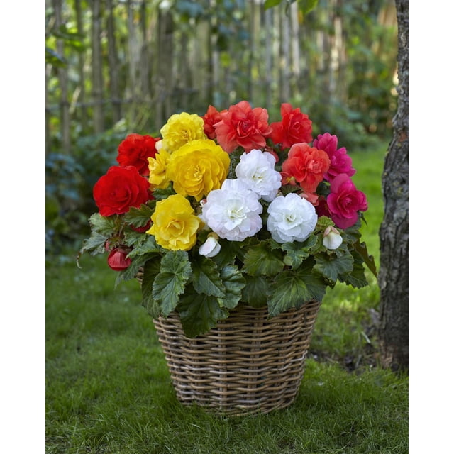 TASC Flower Bulbs- Begonia Assorted