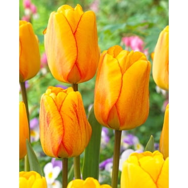 Bulbe de fleur vivace hybride TASC Tulip « Blushing Apeldoorn » (type Darwin)