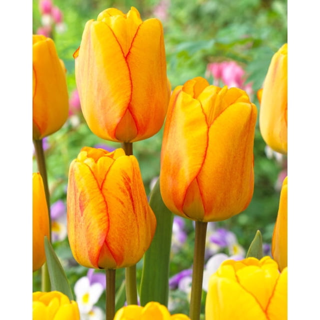 TASC Tulipe « Blushing Apeldoorn » Darwin Hybride Vivace Bulbe de Fleurs avec Rose Doux, Tons Crémeux Larges Floraisons en Forme de Coupe sur Tiges Verticales Robustes dans un Cadre de Jardin, Idéal pour Bordures Vivaces et arrangements de Fleurs Coupées Fraîches.