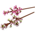 thumbnail image 4 of Botanical: Cherry Blossoms #40725, 4 of 6