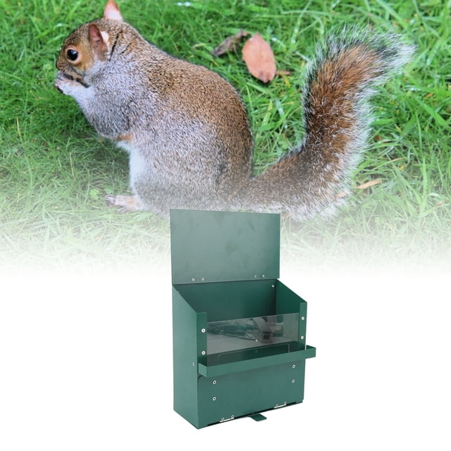 Large Squirrel Feeder, Metal Squirrel Feeder Transparent Acrylic Plate Assembled Design Screw Connection for Outdoor Garden