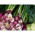 thumbnail image 1 of 100 Graines de Légumes d'Oignon Rouge Allium Cepa SCARLET BANDIT en Bouquet, 1 of 1