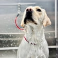 thumbnail image 3 of Leashes for Dog Restraint System Grooming Loop on Nylon Noose with Metal Hook for Tables Tubs Easy to Clean and Long Lasting, 3 of 3