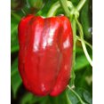 thumbnail image 2 of HJADGG Graines Poivron Doux Rouge Géant Non OGM Légume d'Héritage pour la Plantation, 2 of 8