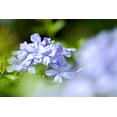 thumbnail image 2 of Phlox May Breeze, pot de 7,5 L (2 gal), 2 of 3