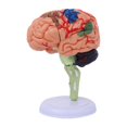 thumbnail image 3 of HILABEE 4D Disassembled Anatomical Model Education Display Human Brain Model Anatomy for, 3 of 9