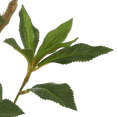 thumbnail image 3 of Bouclair White Japanese Pieris Tree, 3 of 8