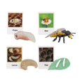 thumbnail image 1 of thinsony Figurines de Cycle de Vie Jouet Éducatif Réaliste pour Fêtes Abeille, 1 of 9