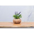 thumbnail image 5 of Abbott Petit Pot Bas en Forme de Citrouille – Pot en Ciment avec Fini Orange Rustique, 5,5 Po L – Jardinière à Thème Automnal pour Fleurs d'Automne Ou Déco Saisonnière, 5 of 5
