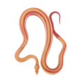 thumbnail image 4 of KLKCMS 3D Animal Figures Action Models Figurine Animals Ornament Education Cognitive snake, 4 of 6