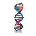 thumbnail image 4 of Modèle d'ADN Humain Coloré, Modèles d'ADN Double Spirale à Assembler, Jouet Éducatif Scientifique, Modèle d'ADN pour Étudiants, 4 of 8