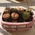 thumbnail image 4 of VONKY Small Planter Pots Durable And Stylish Addition To Any Space Plant Garden Ceramic Planter Pots blue car 1Set, 4 of 6