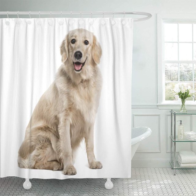 SUTTOM Rideau de Douche avec Caméra pour Chien Golden Retriever Blanc Assis de 66 X 72 Pouces, en Tissu polyester. le Rideau Présente une image Détaillée d'Un Golden Retriever Assis sur un Fond Blanc. Conçu pour s'Adapter aux Baignoires Standardisées, Il Offre une Sensation Douce et Confortable et Est Écologique. Exposé dans un Cadre de Salle de Bain Lumineux avec une Baignoire Autoportante et une Lumière Naturelle.