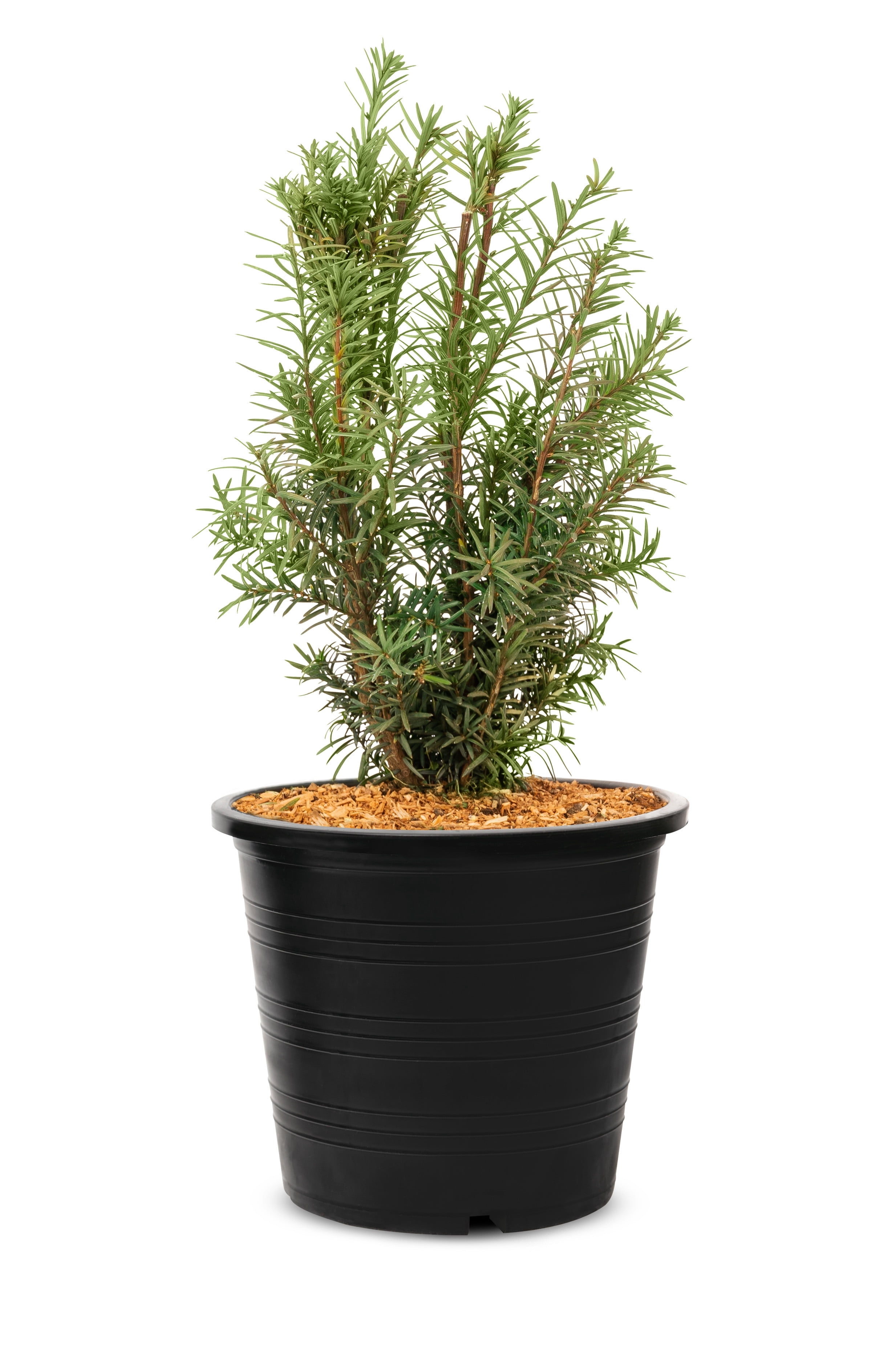 If 'Hicks' (Taxus), pot de 2 gal, arbuste