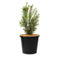 thumbnail image 1 of 2 Gallon Hicks Yew Shrub, 1 of 6