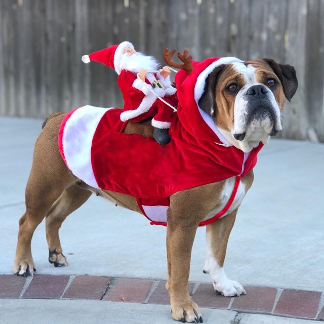 Santa Claus Dog Costume Christmas Pet Clothes Party Pet Cosplay Costumes for Small Medium Large Dogs Cats