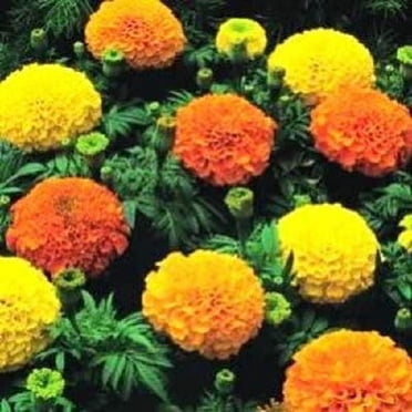 250 Graines de Fleurs de Souci Africain CRACKERJACK Tagetes Erecta Multicolores