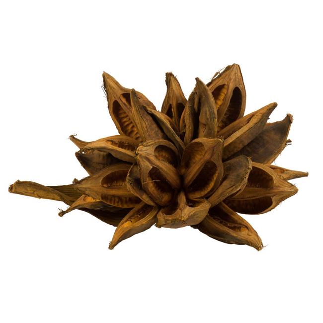 Vickerman H2STAX725 12-16 in. Aspen Gold Star Pods - 2XL