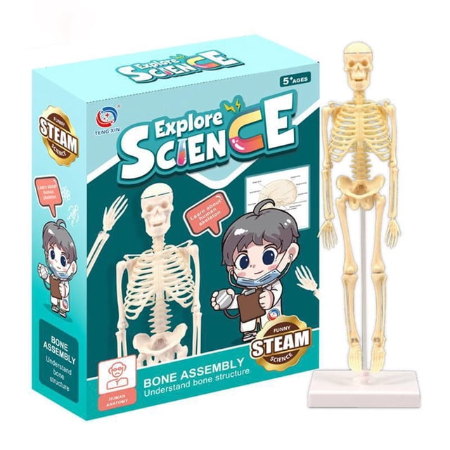 HAOAN Kids Anatomy Toys Human Body Model Assembled Human Torso Organ Model for Kids Children Learning Science Anatomy Ages 6+ (Multi-Type)