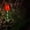 Rouge, variante sur Dvkptbk Lampe Solaire Lumières Décoratives de Jardin Solaires, Lumières Moulin à Vent Tulipes Simulées, Lumières Solaires de Sol d'Extérieur Qui Peuvent Danser avec le Vent Éclairage et Plafond